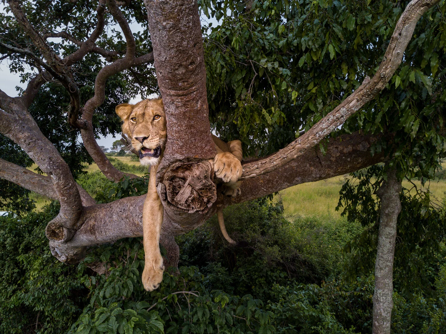 Jacob in fig tree Ishasha.jpg