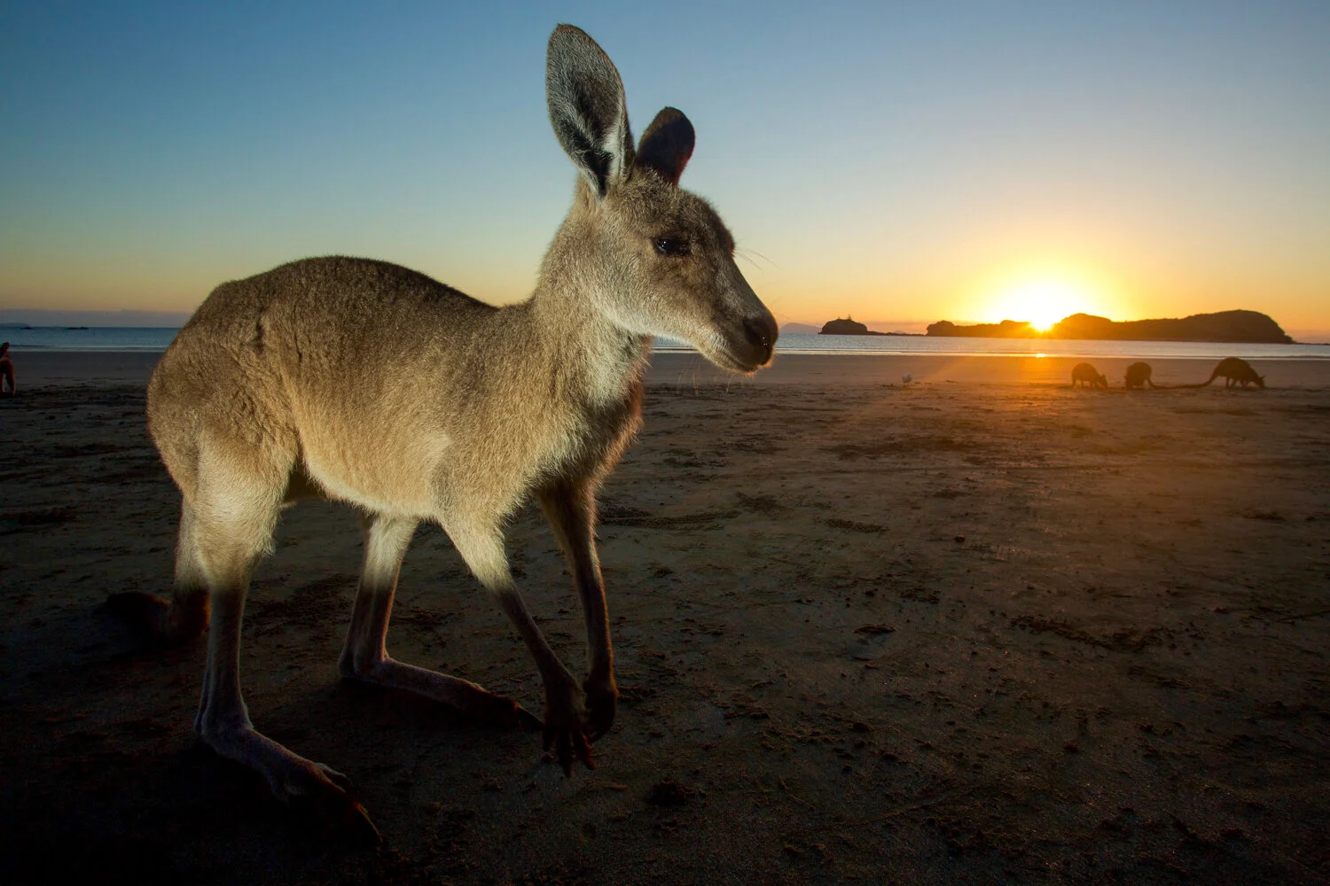 Roo on the beach.jpg