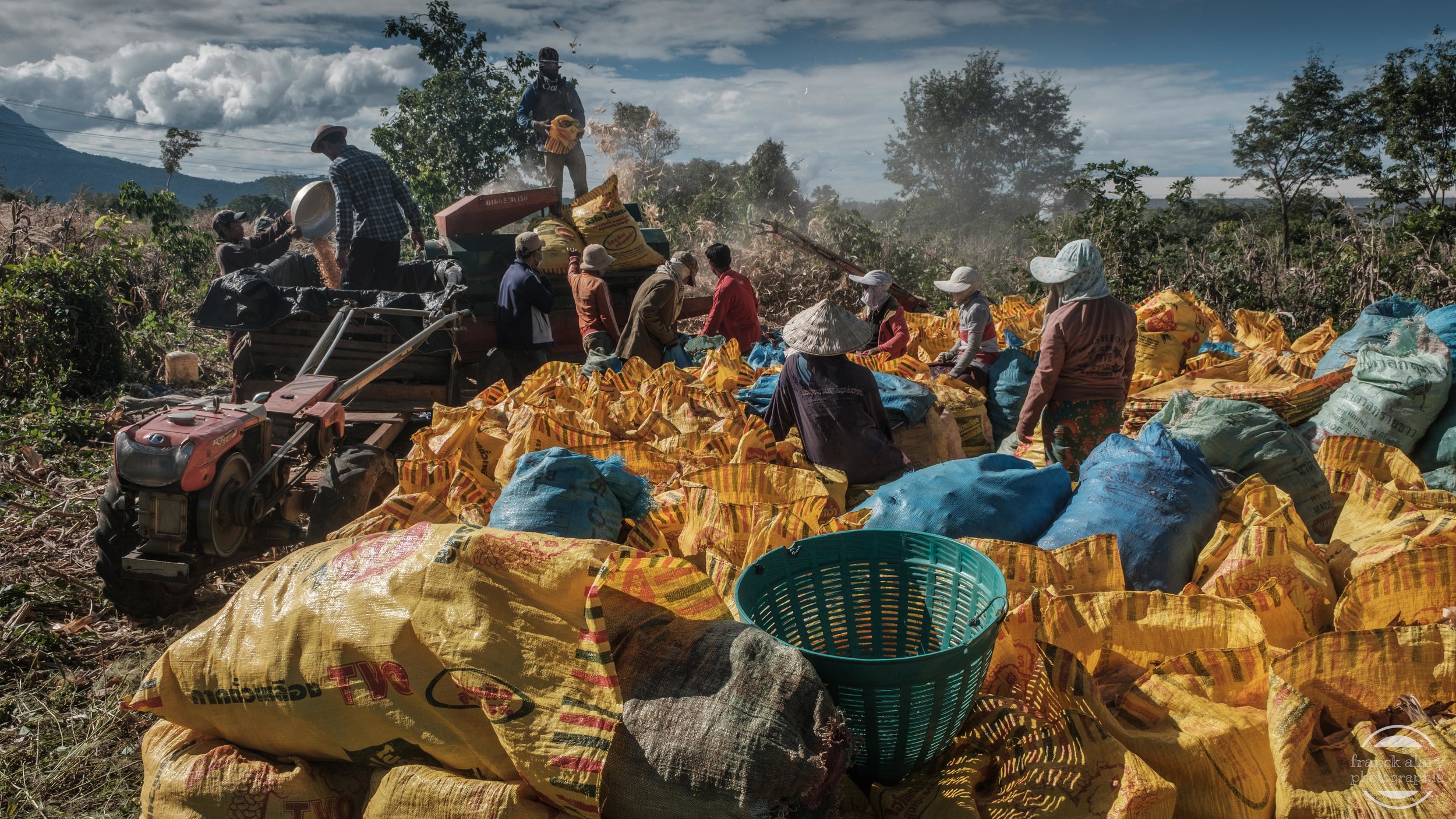   Battage du maïs  &nbsp;  sur le plateau des Bolavens   L'agriculture reste un secteur clé de l'économie laotienne qui représente plus de 45 % du PIB. 73 % de la population vit dans les campagnes. Le gouvernement laotien veut en faire un pilier de l