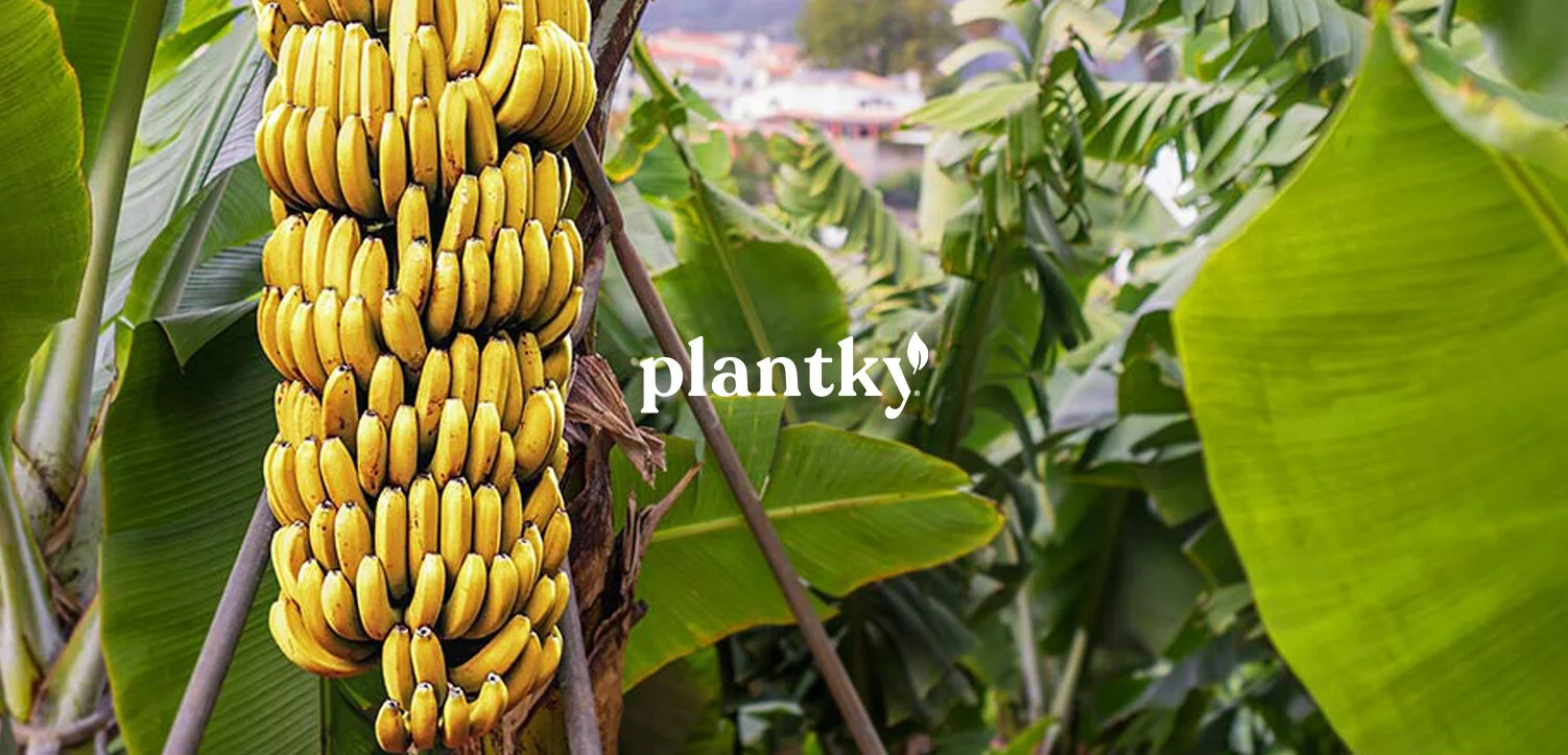 SQPACE Banner Size Plantky.jpg
