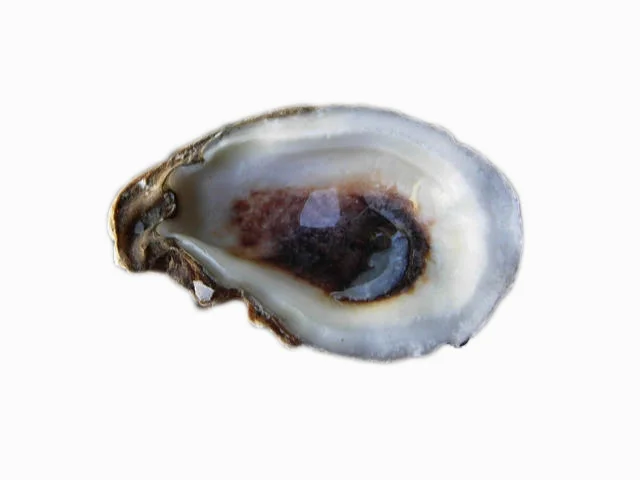 oyster shell.jpg