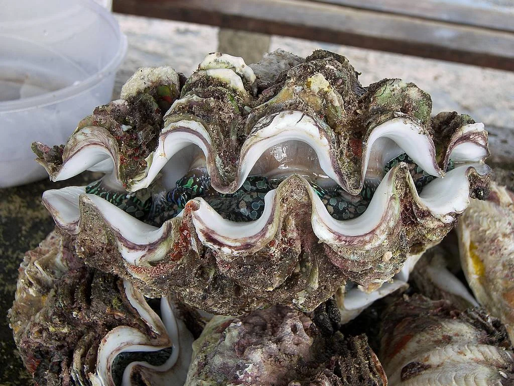 oyster-shell.jpg