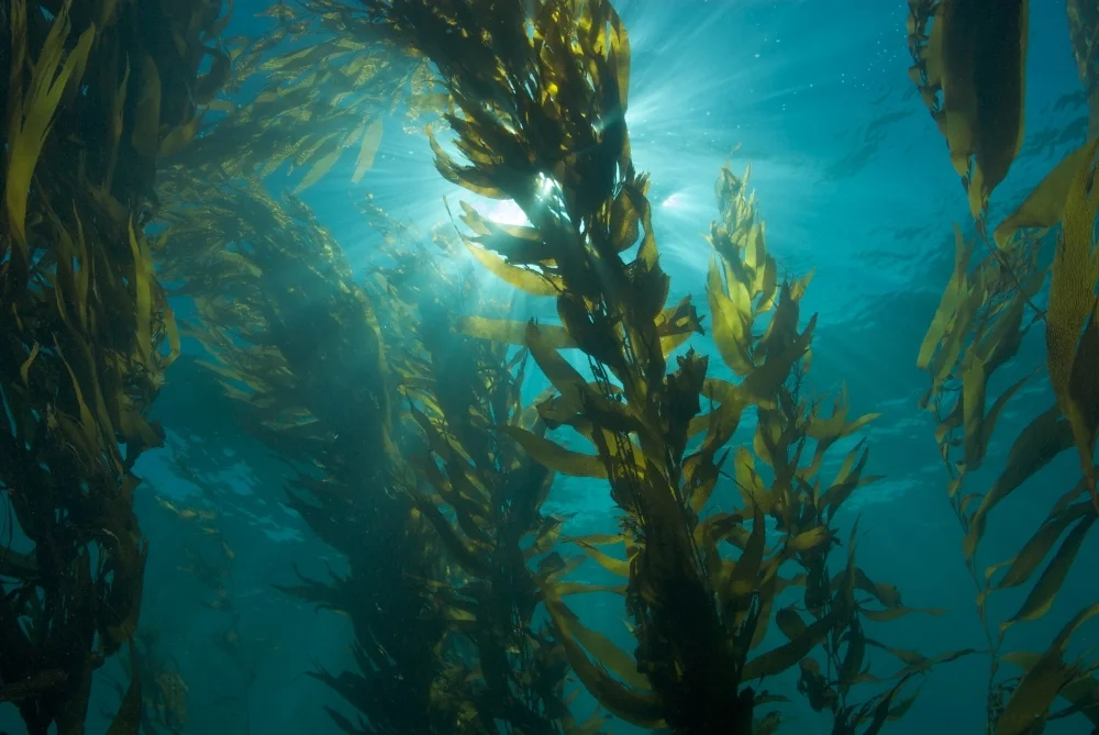 Karen Garrison_shining_kelp_credit Clinton Bauder.jpg