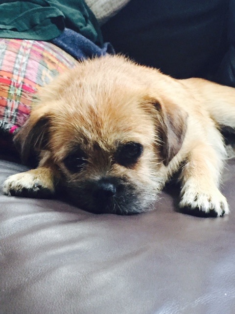 Ravi is also a handsome devil. I almost didn't adopt him because What If He Barks or What If He Poops in the House? Turns out he does both sometimes. But mostly, he brings me joy. 
