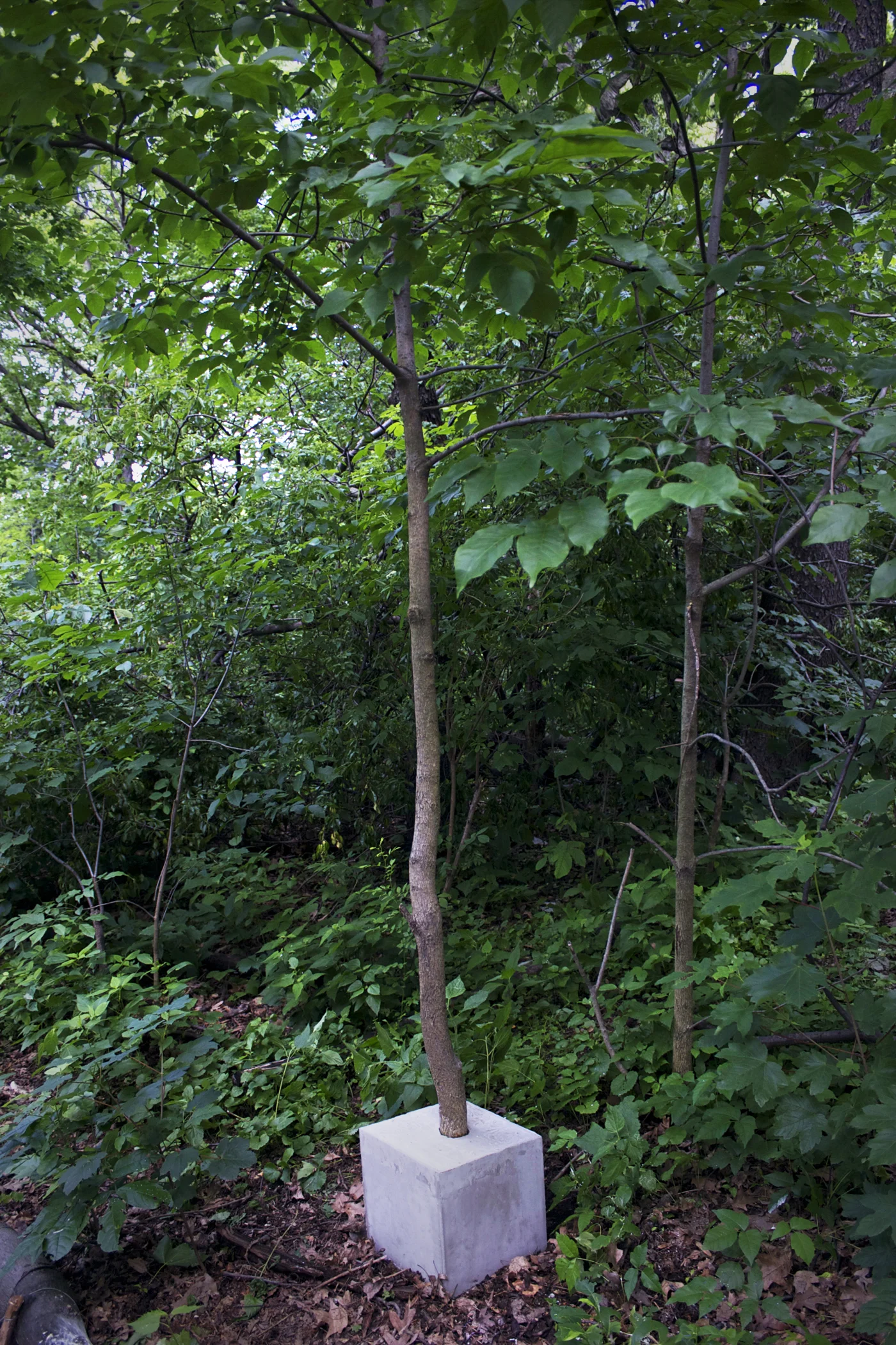 Cube tree I (Prospect Park) , 2013 Concrete, plywood, living tree 12 x 12 x 12 in (cube) Installation view in Prospect Park, Brooklyn, NY