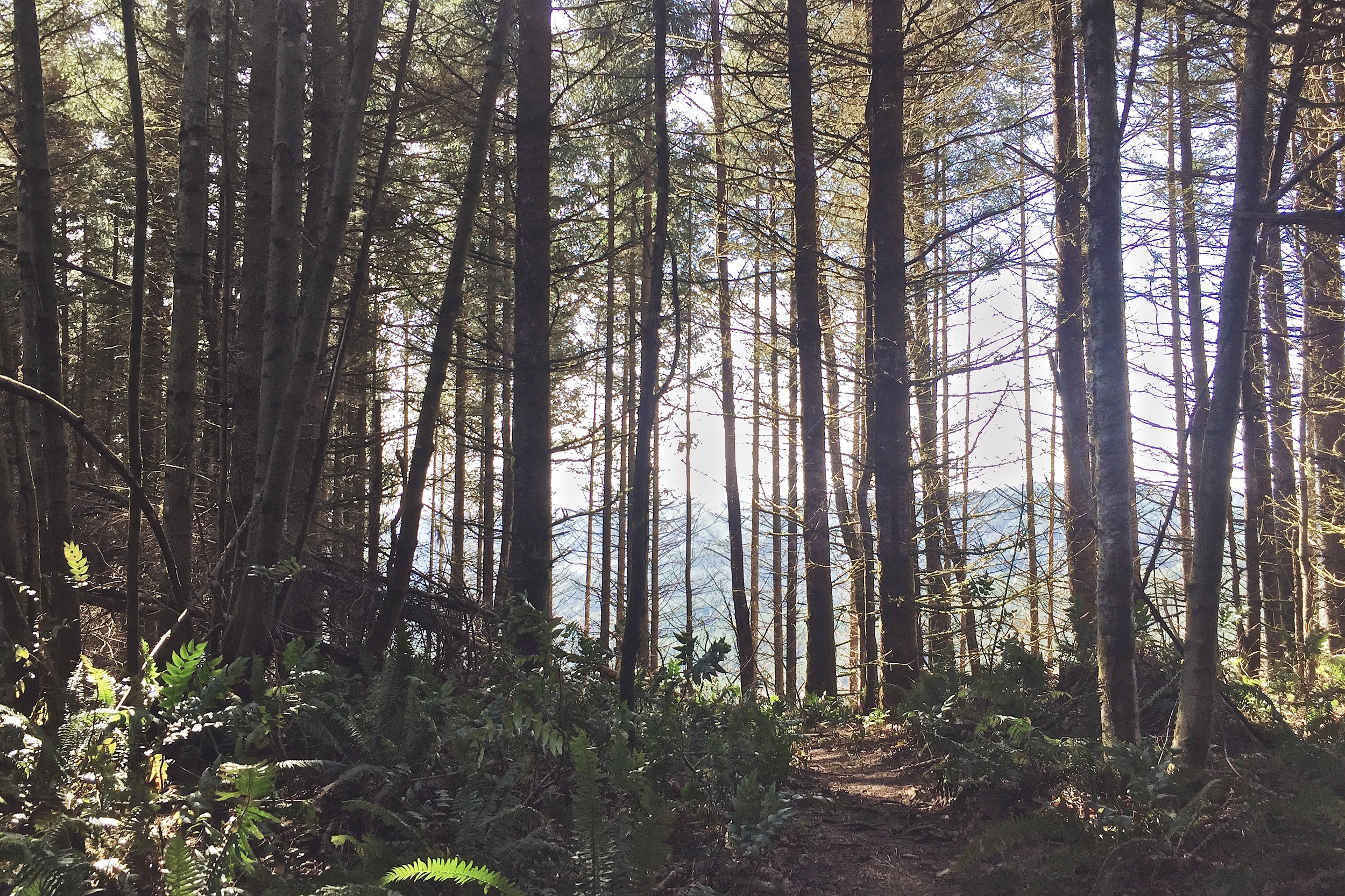 Into the Woods