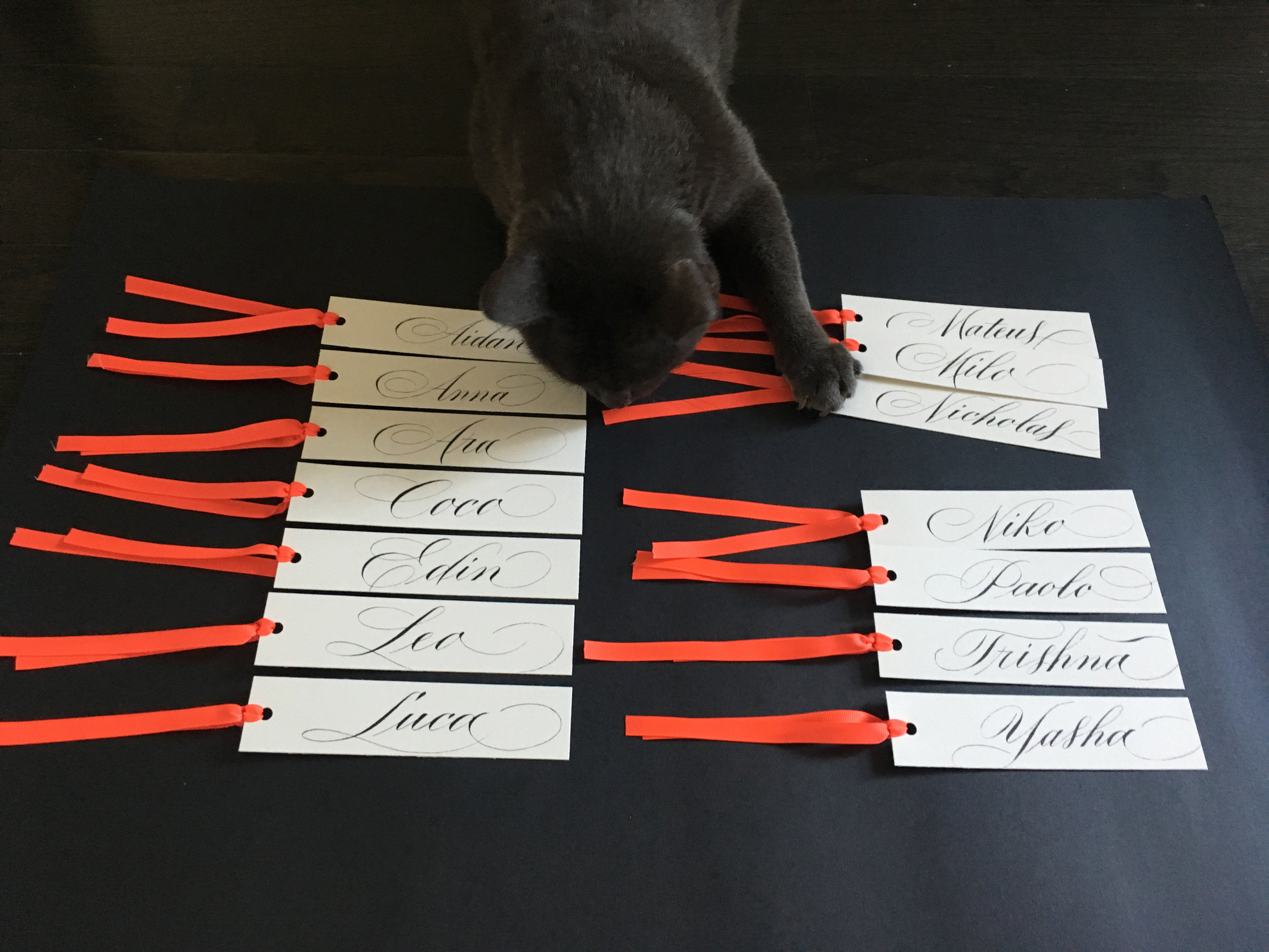 My sister's cat Smokey messing around with the photoshoot.