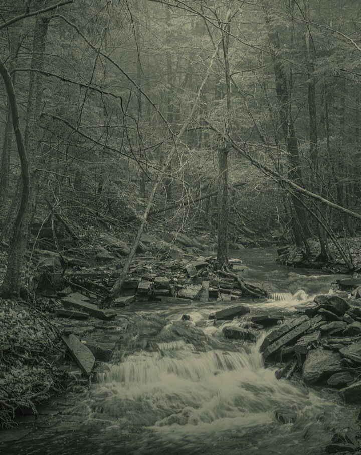 Forest Spirits / Albany NY, United States. 2022

#bwphotography #forestspirits #eerie #darkecology #&eacute;cologiesombre
@amelie.labourdette #amelielabourdette