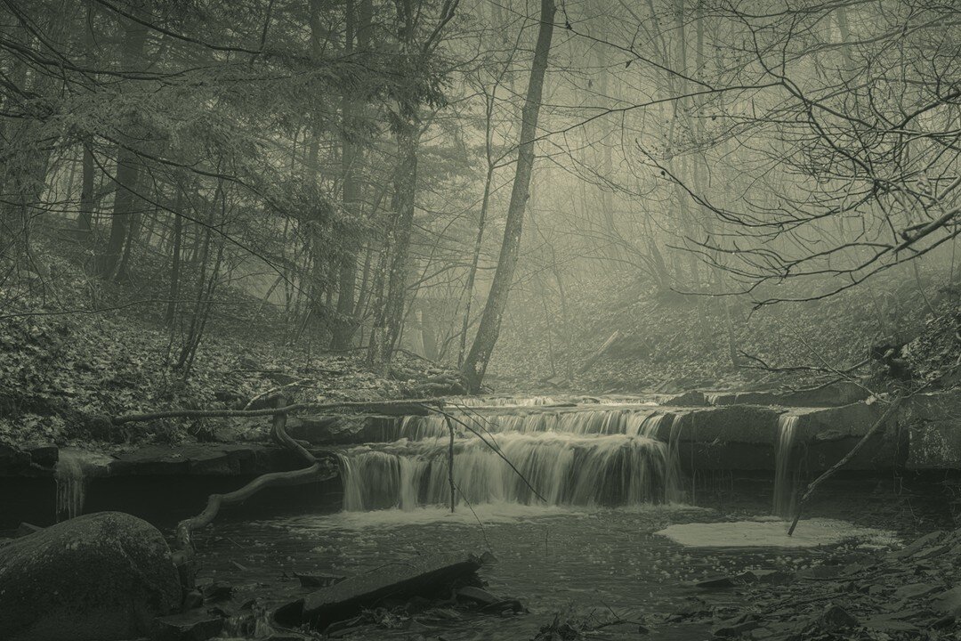 Forest Spirits / Albany NY, United States. 2022

#bwphotography #forestspirits #eerie #darkecology #&eacute;cologiesombre
@amelie.labourdette #amelielabourdette