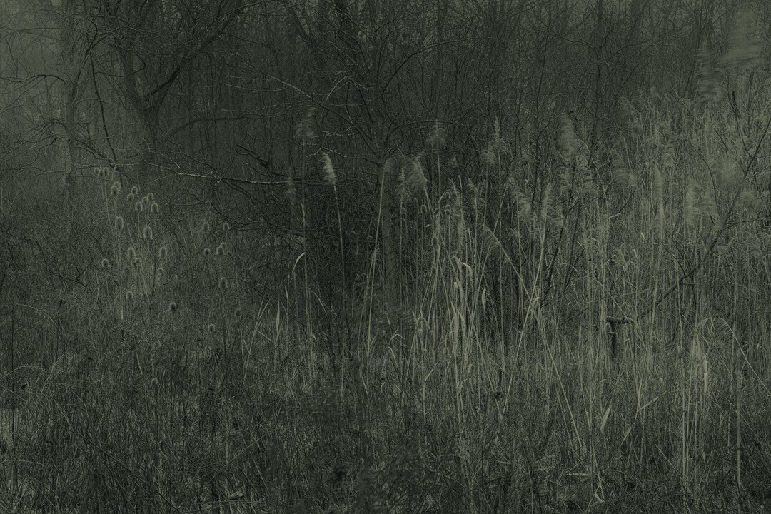 Forest Spirits / Albany NY, United States. 2022

#bwphotography #forestspirits #eerie #darkecology #&eacute;cologiesombre
@amelie.labourdette #amelielabourdette