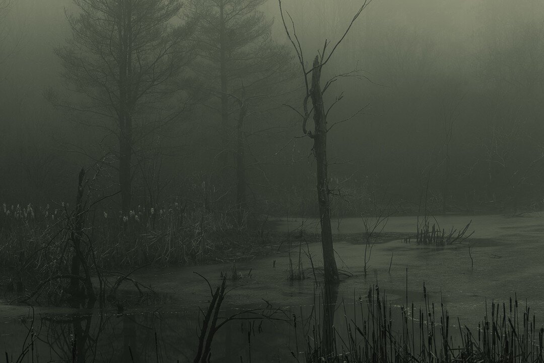 Forest Spirits / Albany NY, United States. 2022

#bwphotography #forestspirits #eerie #darkecology #&eacute;cologiesombre
@amelie.labourdette #amelielabourdette