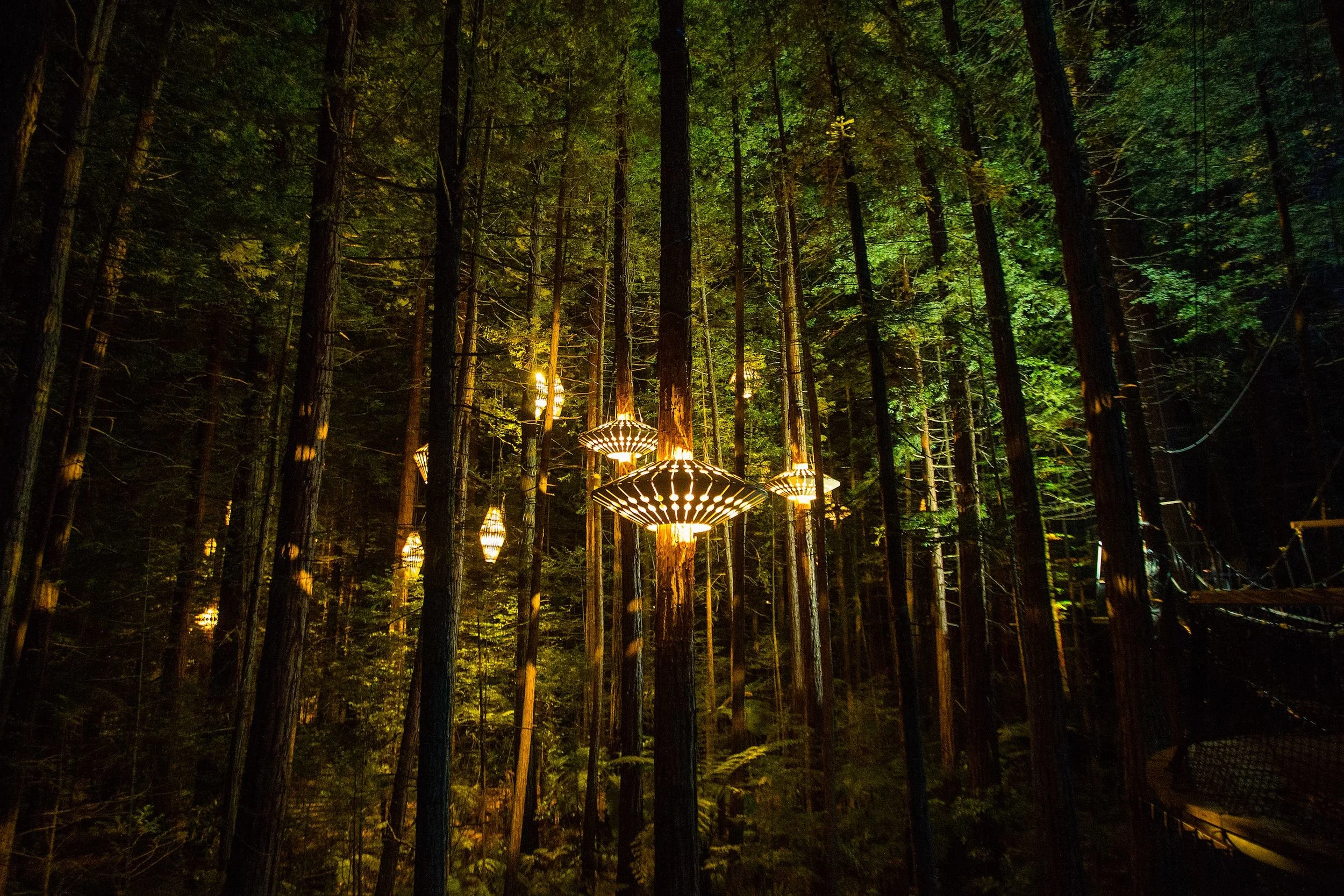 Redwoods Treewalk and David Trubridge Unveil Redwoods Nightlights