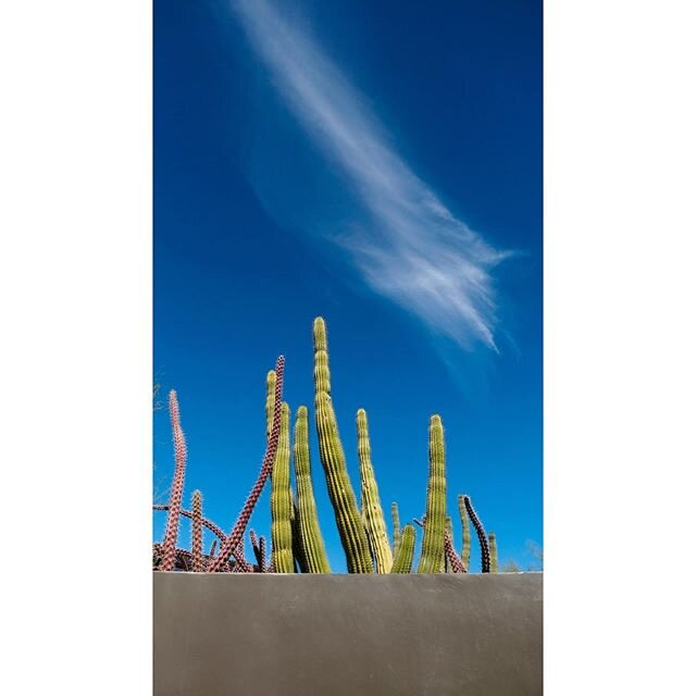 🌵Cacti &amp; Cloud☁️ 🌵 🌵
.
.
.
#cacti #cactus #cloud #desertlife #az #arizona #travel #travelphotography #travelgram