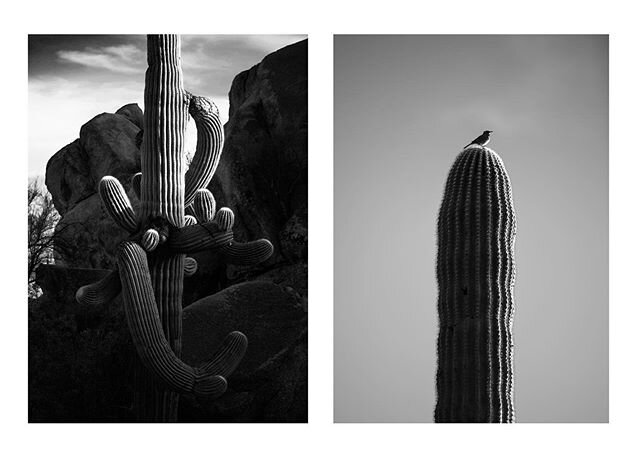 |Sonoran Desert|
.
.
.
.
.
#sonorandesert #saguaronationalpark #saguaro #saguarocactus #cactus #nationalpark #nature #naturelovers #outdoors #wildlife #hiking #desert #desertlife #hikingadventures #solo #backpacking #backpacker #adventure #trail #tra