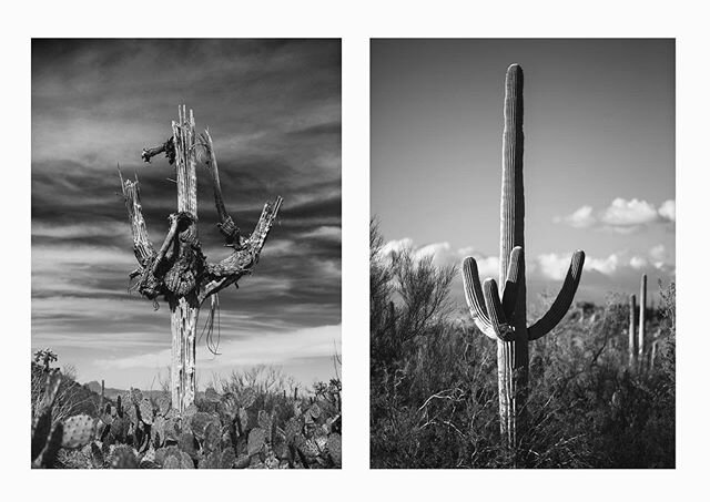 ...〰️Life and death of a Saguaro〰️ ... &ldquo;There is no such thing as death. In nature nothing dies. From each sad remnant of decay some forms of life arise.&rdquo; - Charles Mackay .
.
.
.
#desert #sonorandesert #cactus #cacti #life #death #nature