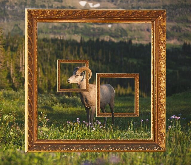 .[][Framed][ Bighorn][Sheep][].
.
.
.
.
.
.
.
#bighornsheep #framed #nature #naturedesign #composition #composite #imagecomposite #design #create #photography #post #designs #outdoors #naturelovers #naturelover #art #artistsoninstagram #artwork #conc