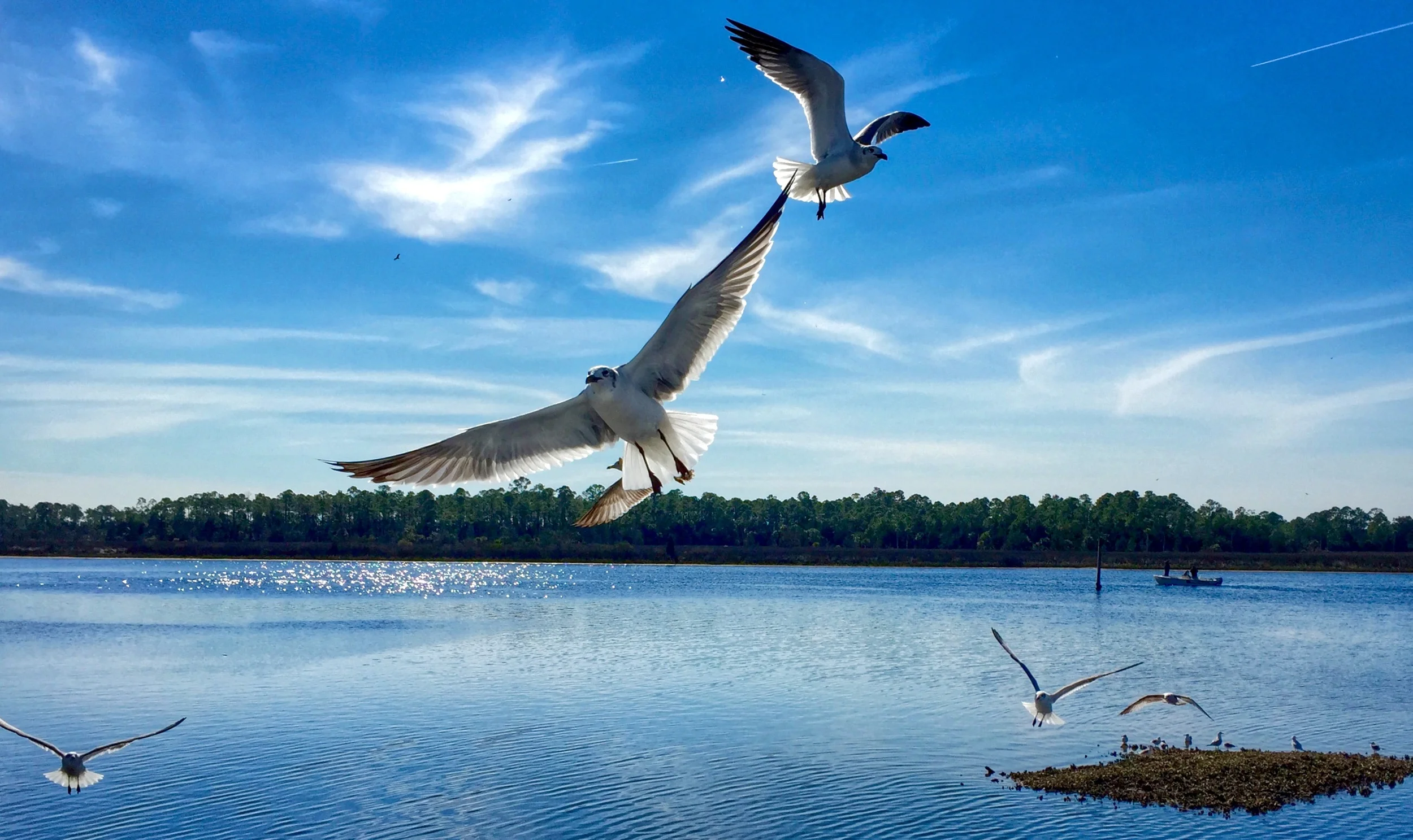 Seagulls