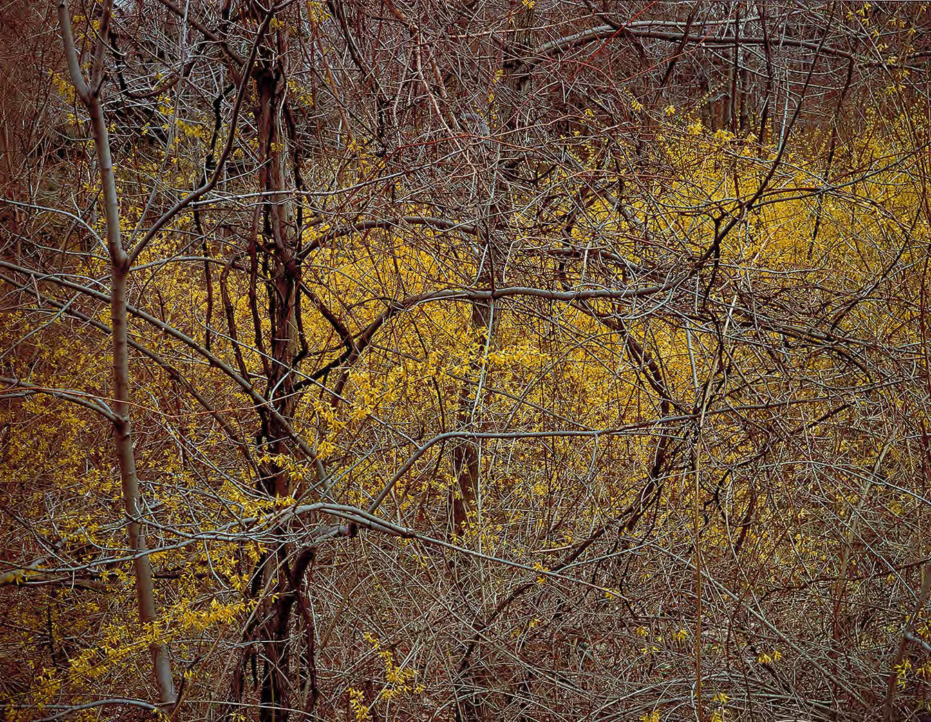 Robert Glenn Ketchum, Order From Chaos Series (1984)