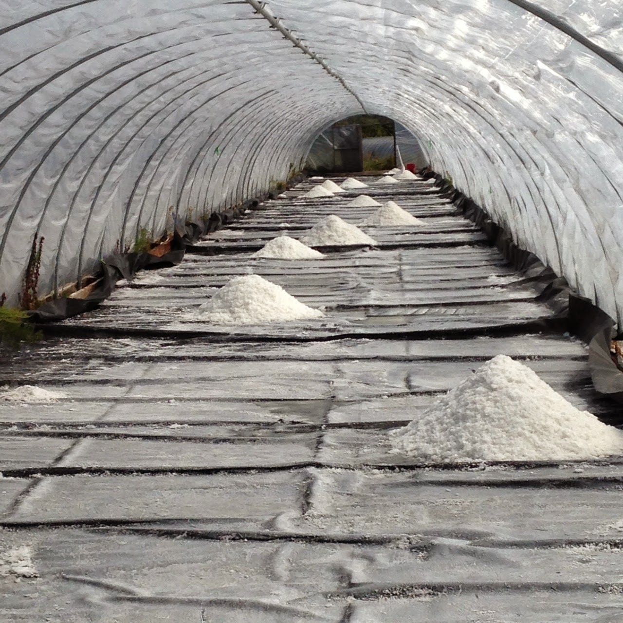 Salt collects in the spider's web at Farm Dover