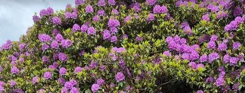 Rodo in bloom.jpg