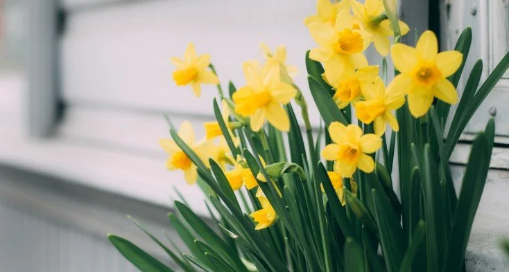 Daffodils.jpg