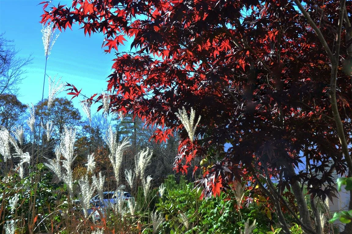 Fall Foliage by the side of the church.jpg