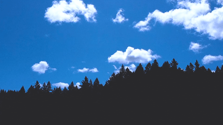 Long Tree timelapse-high.gif