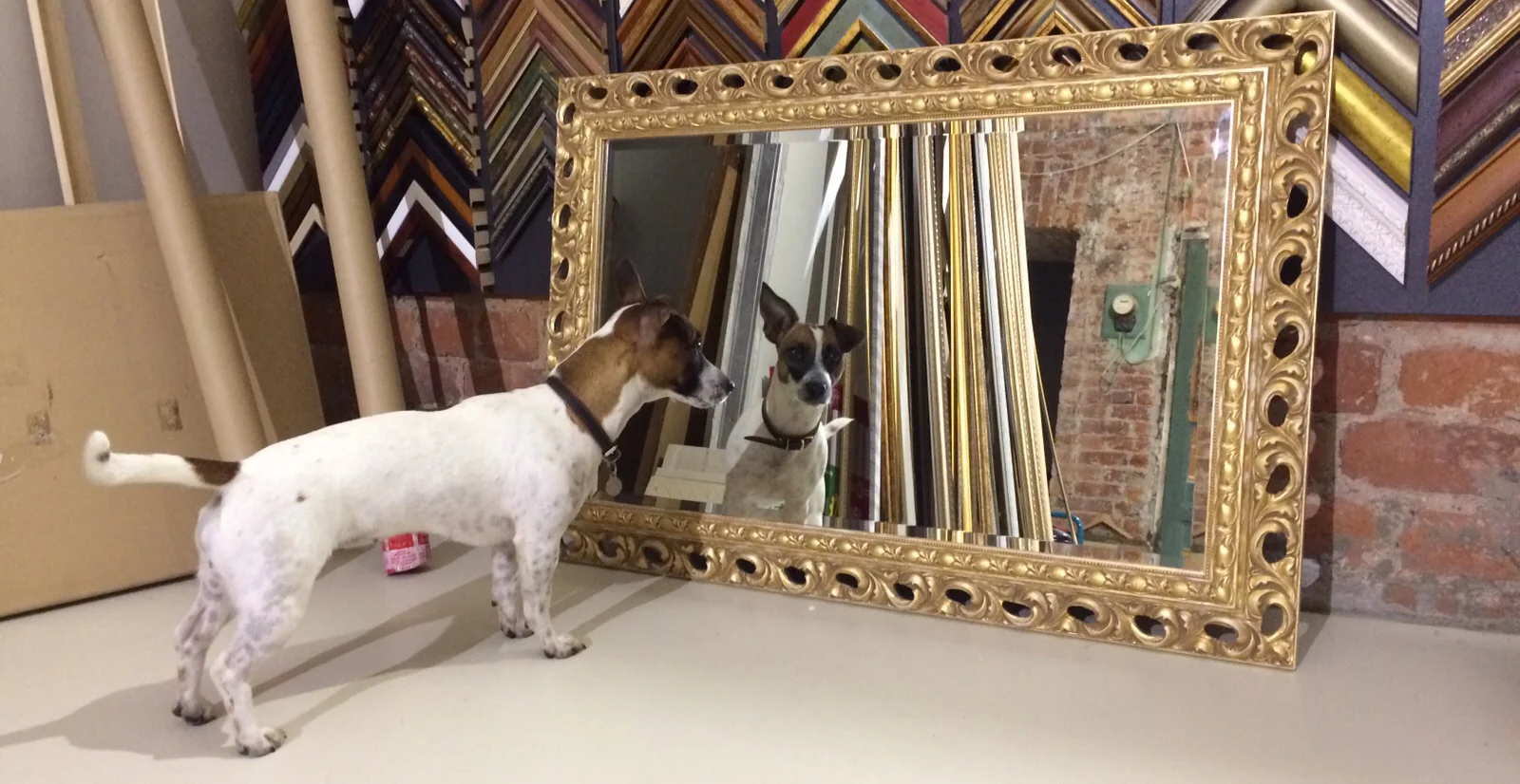 mirror-dog.jpg