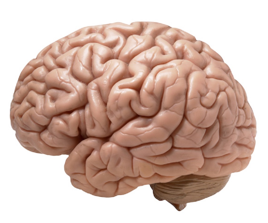 brain8.jpg