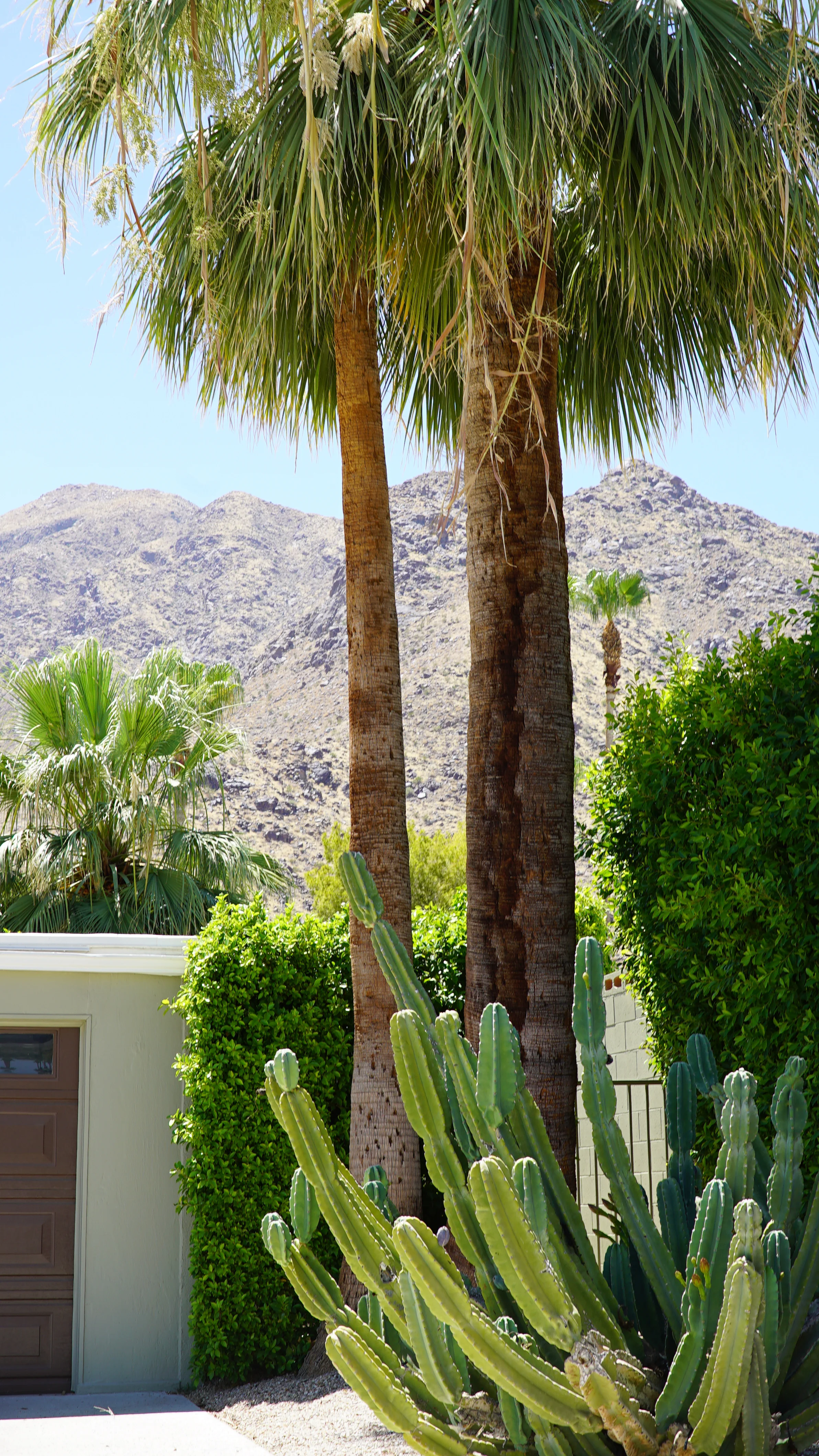 Cactus + Palm