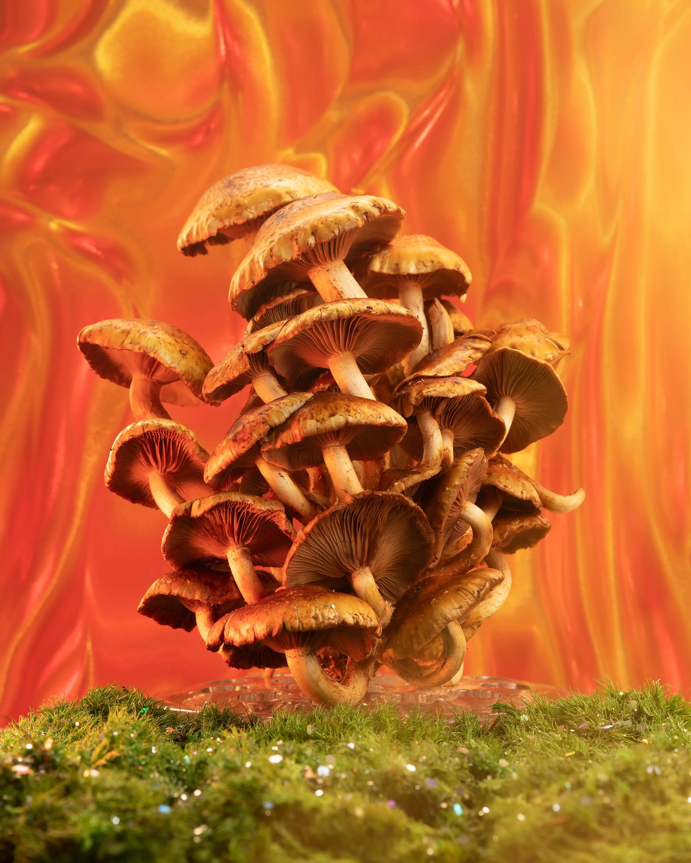 FunkyFunghi2.jpg