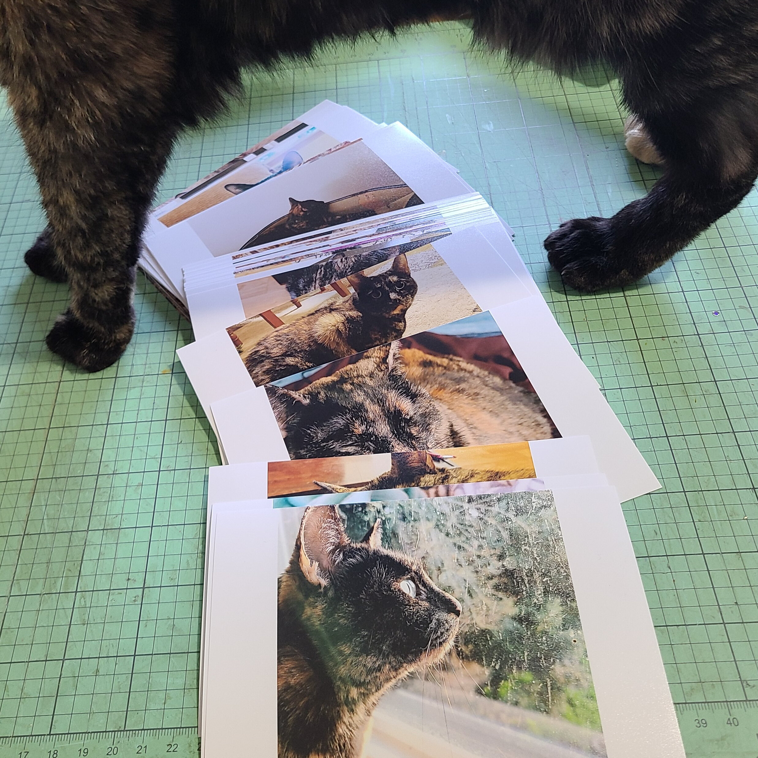 Cat Kitten Scrapbook Instructions ONLY – Artsy Albums