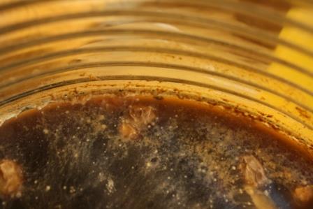 Yeast bloom forming on the surface of a bragot (honey beer).