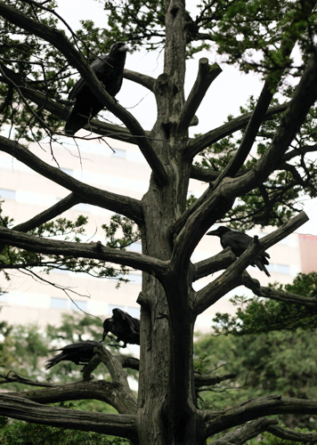 Instead of crows like in Portland, Sapporo (and most of Japan) has ravens. Raven's are freakin huge. I actually took the photograph for my grandma, Barbara. Her and my grandpa love crows and ravens. They named their beach house Ravenswood. In this photo are some Ravens and wood. Ravens + Wood. Ravenswood! 