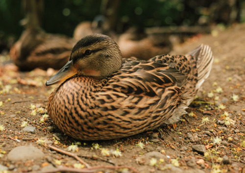 F*ck the ducks... amirite guys?