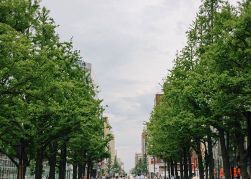 Another grandma pic! Grandma requested I take a picture of a row of Ginkgo trees. Did you know Ginkgo trees are some of the oldest specie of trees in the world? They are actual living fossils! Neat-o!