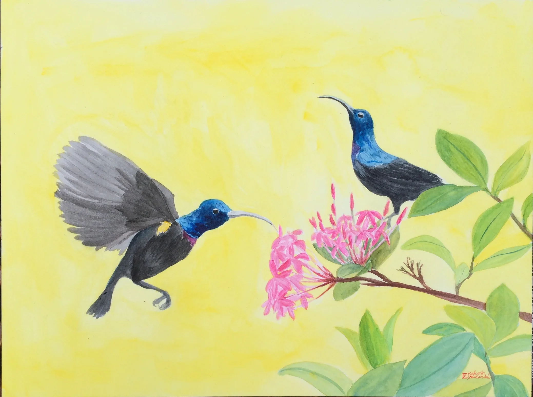 Hummingbirds - watercolor 12x16"