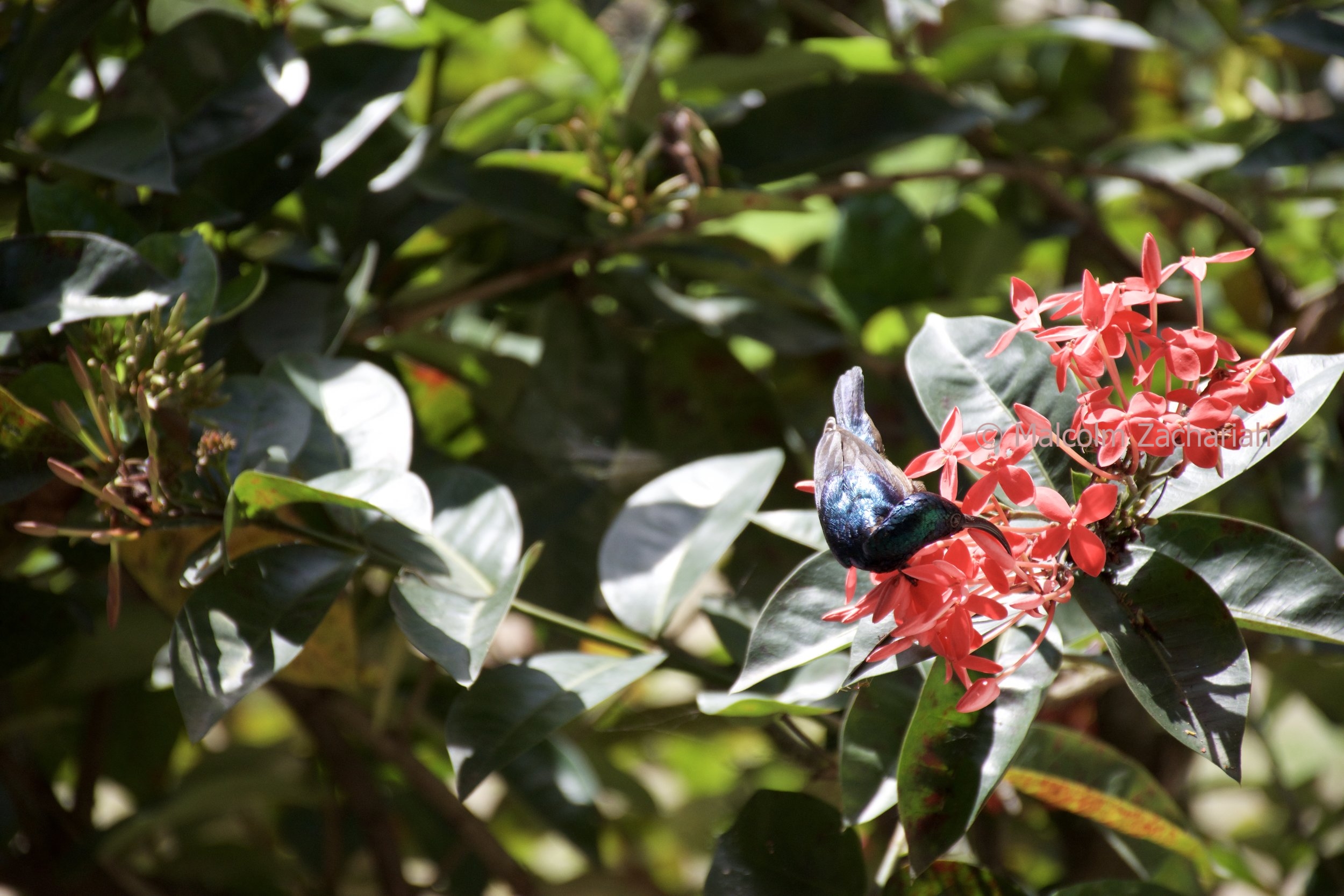 Loten's Sunbird