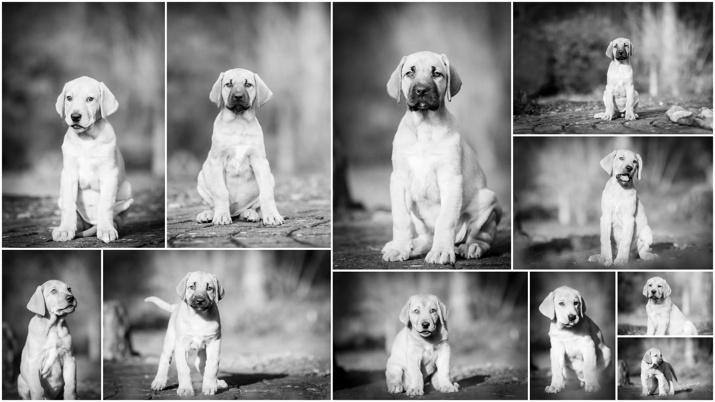 Hundewelpen Melanie & Heiko bearbeitet2.jpg