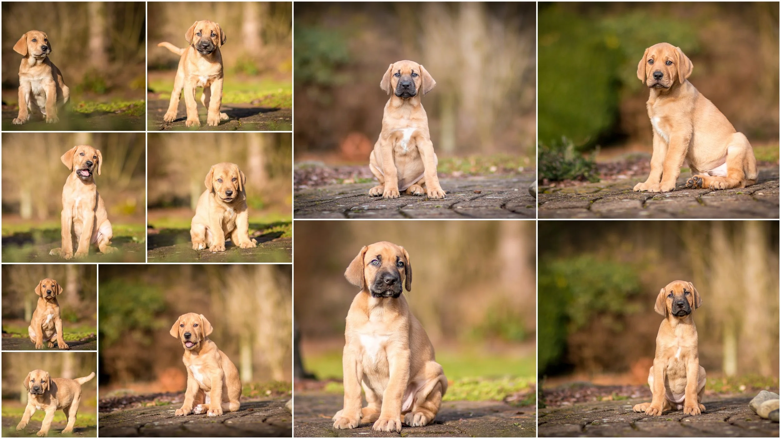 Hundewelpen Melanie & Heiko bearbeitet1.jpg