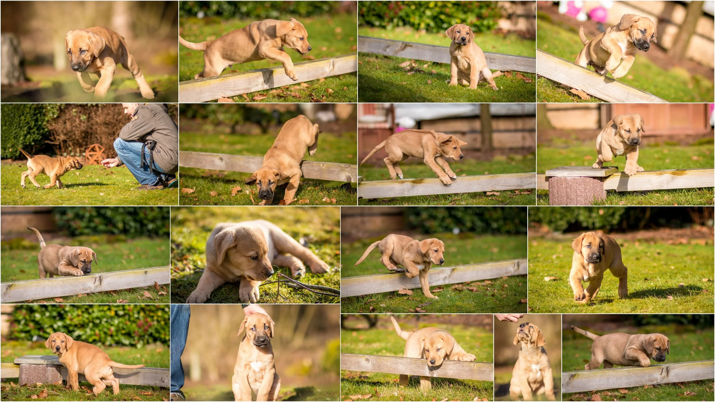 Hundewelpen Melanie & Heiko bearbeitet3.jpg