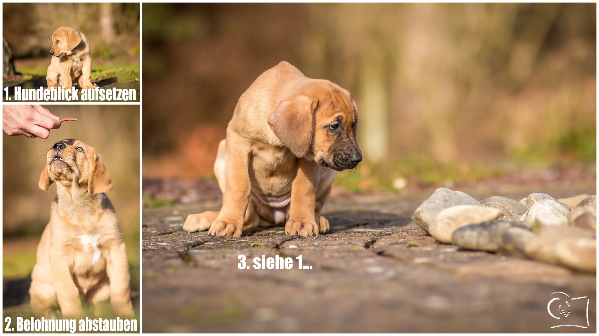 Hundewelpen-Melanie-&-Heiko-bearbeitet1.jpg