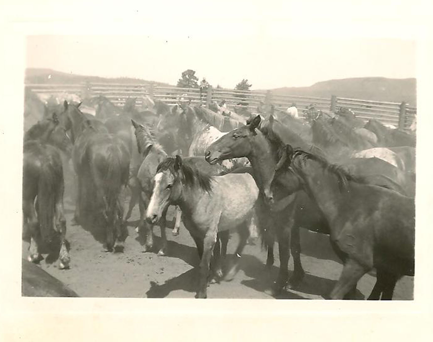 The foundation of the ranch first began with the running of wild horses.