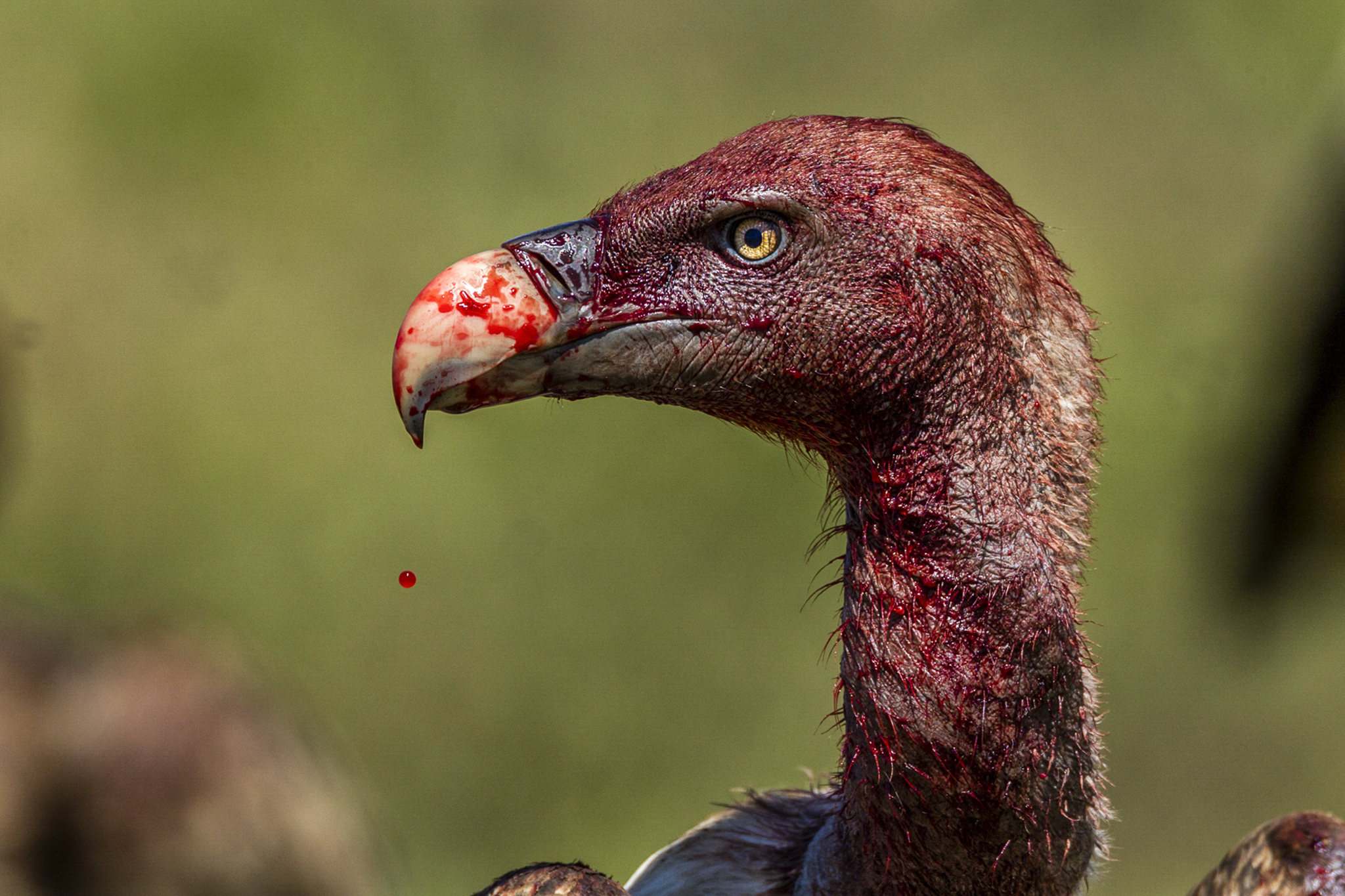 Having a smooth head keeps the vulture relatively clean, not this guy.