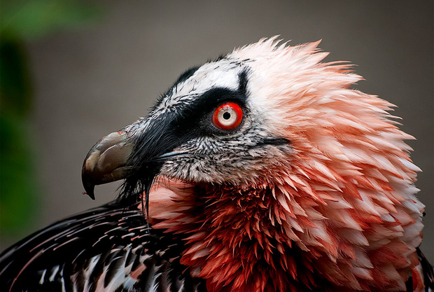 The bearded vulture, the red accent around his eye is the reason for the red in our logo.