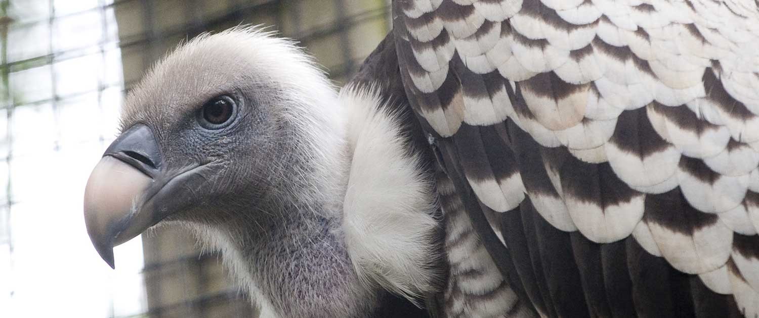 The Ruppell's Vulture is one high flyer.