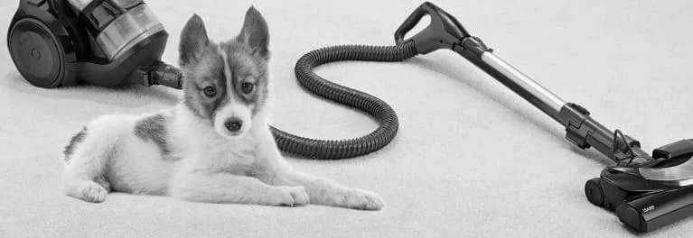 We Never Bring a Vacuum!!