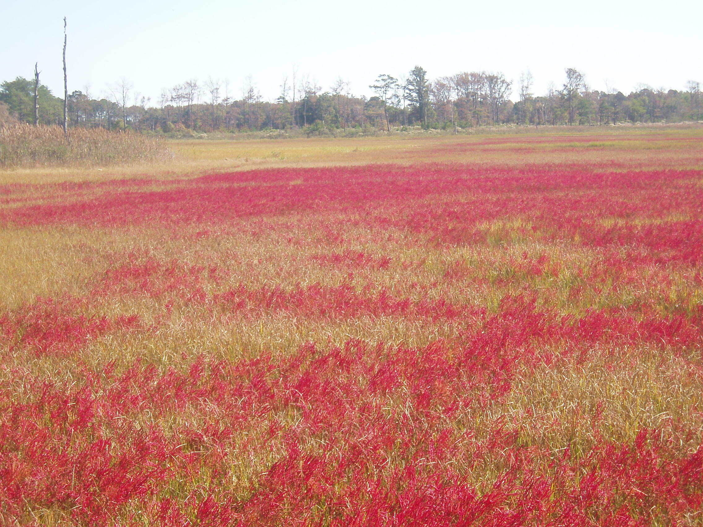 autumn saltwort.jpg