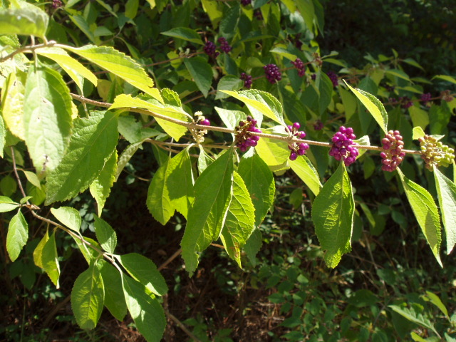 Beautyberry.jpg