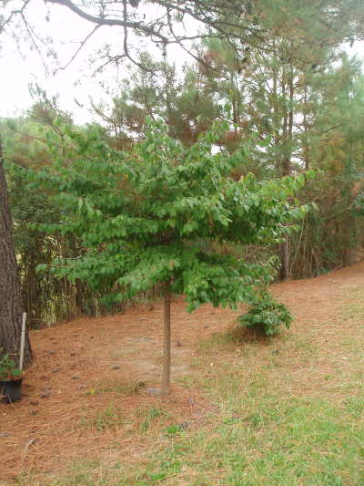 black haw.jpg